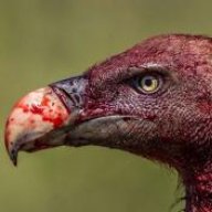 xVulture