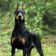 Taqa