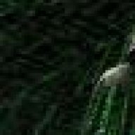 patron624