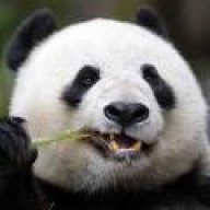 PandaWasHere