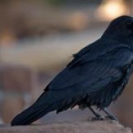raven1233