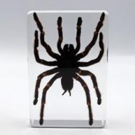 Toxic Spider