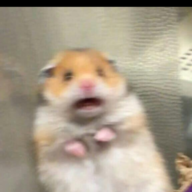 k4rt0shk4