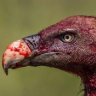 xVulture