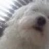 DogSenpai