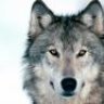 GRAYWOLFTR