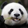 PandaWasHere
