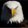 Eagle17