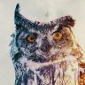 CoderOwl