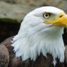 EagleTrip