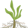 karnelroot