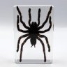 Toxic Spider