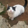 Mamis.ozdemir