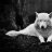 WhiteWeasel
