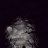Alone Dark 11