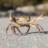 mr.crab